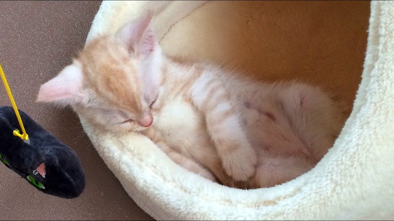 可愛い画像 かわいい子猫（生後２ヶ月）寝相が悪く、直してもまた戻る困った子猫