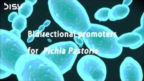 Bidirectional promoters for Pichia Pastoris