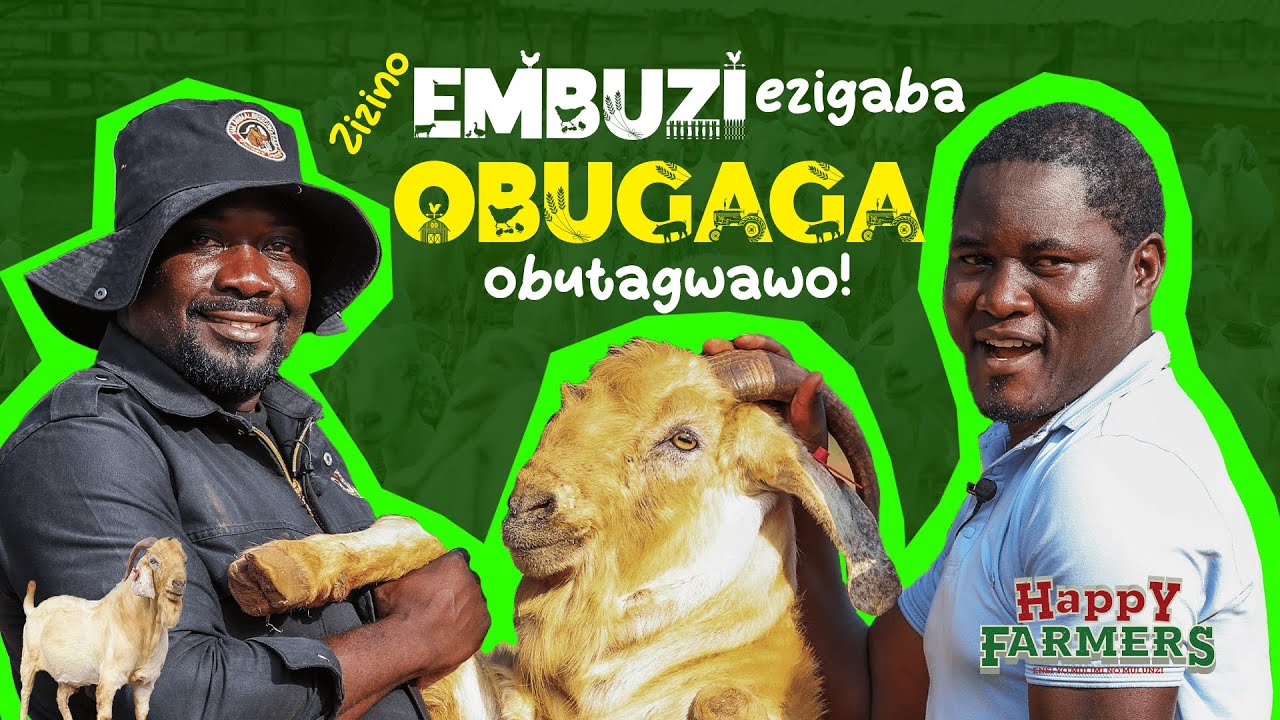 LOCAL GOATS FARMING = POVERTY - HYBRID GOATS FARMING = WEALTH #happyfarmersug #ivankimulikigozi