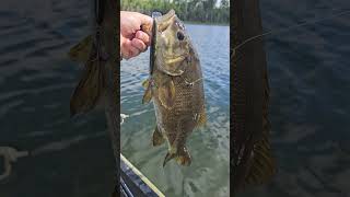smallmouth on a hand carved jerk bait #lurebuilding #fish #smallmouthbass #fishinglures #basslures
