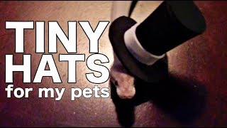Making tiny hats for my pets while wearing hats