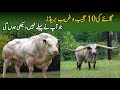 10 Unusual and Strange Cow Breeds in the World | Cattle farming and breeding