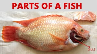 أجزاء من سمكة | ما هي اجزاء السمكة؟ | البلطي الأحمر وأجزائه |
