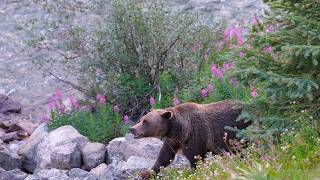 Grizzly Mum 222 Moving By the Beautiful Valley River