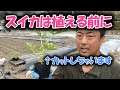 スイカの植えつけ地温をあげて摘芯してから植え付けましょう
