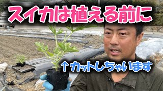 スイカの植えつけ地温をあげて摘芯してから植え付けましょう