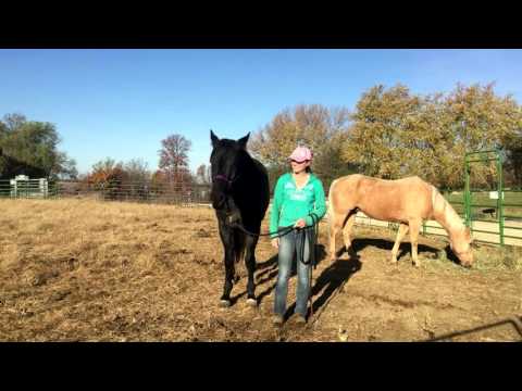 Come Deworm un cavallo difficile