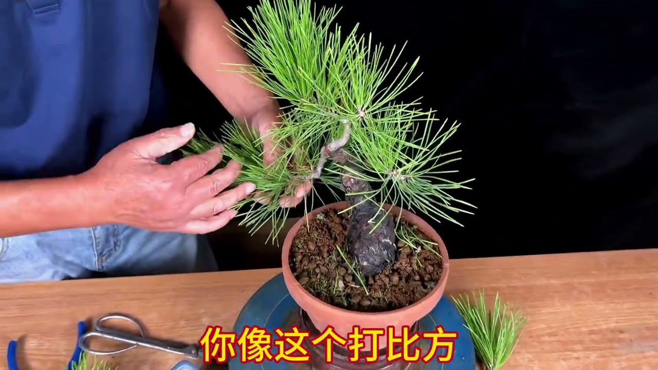 黑松盆景如何逼芽？黑松盆景何时修剪？如何修剪？黑松盆景修剪注意事项。#盆景 #黑松盆景 #盆景制作
