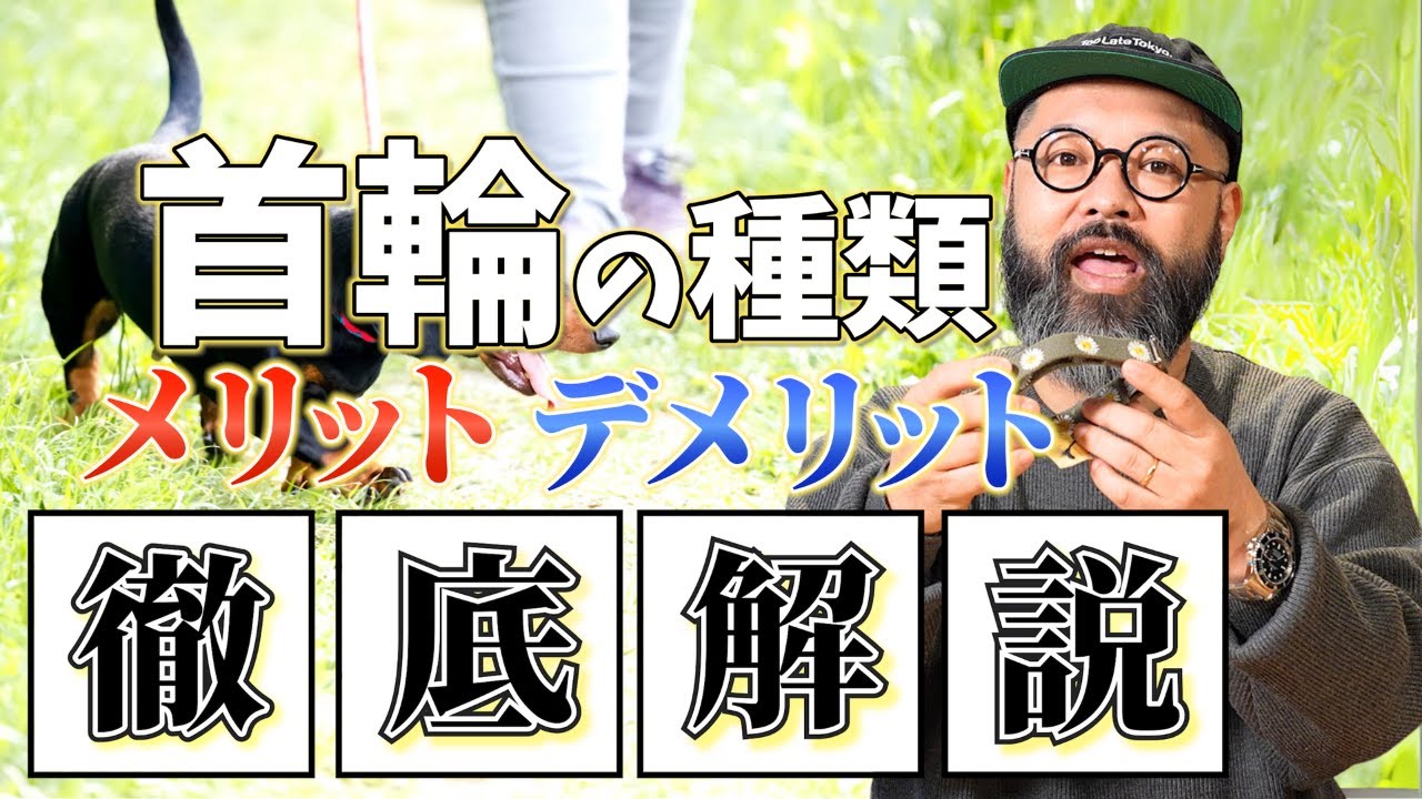愛犬に一番優しい首輪が何かを教えます！実はあなたの愛犬苦しんでいるかもしれません