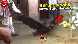 SHOCKING! Residents Capture Ababil Bird Carrying Stones From Hell! The Truth Is Surprising..