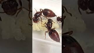 Poliginia de Crematogaster