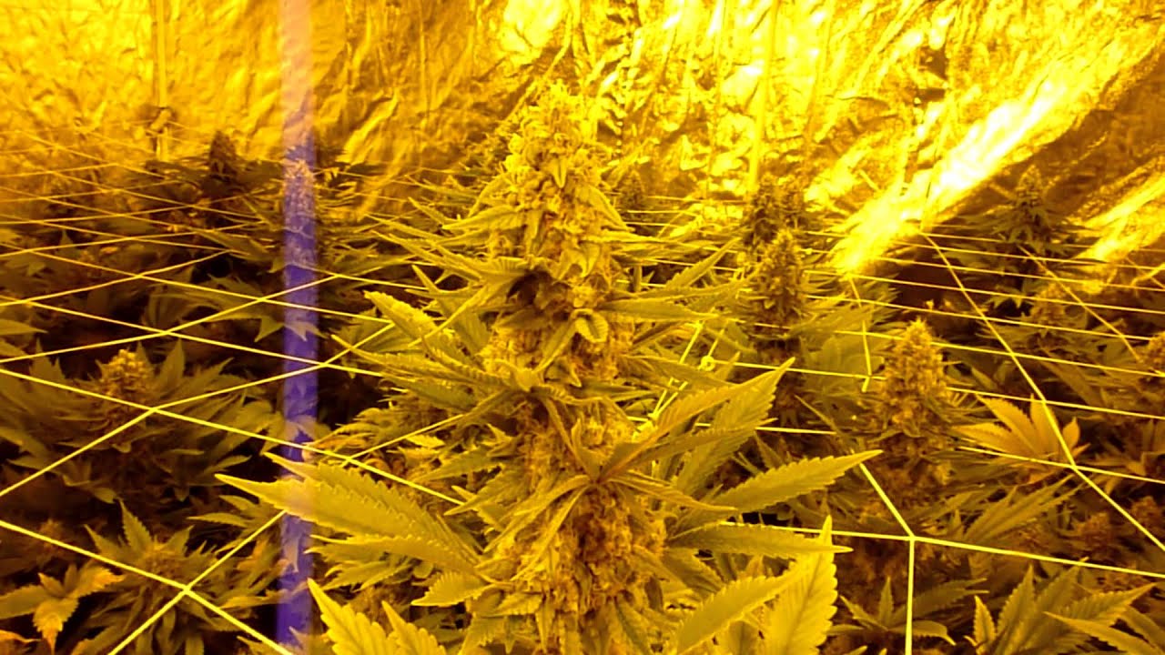 Cheese grow journal day 49