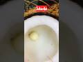 Coconut embryo  sprouted  flower viral trending coconut flower cmfamilyculinarygigglestravel