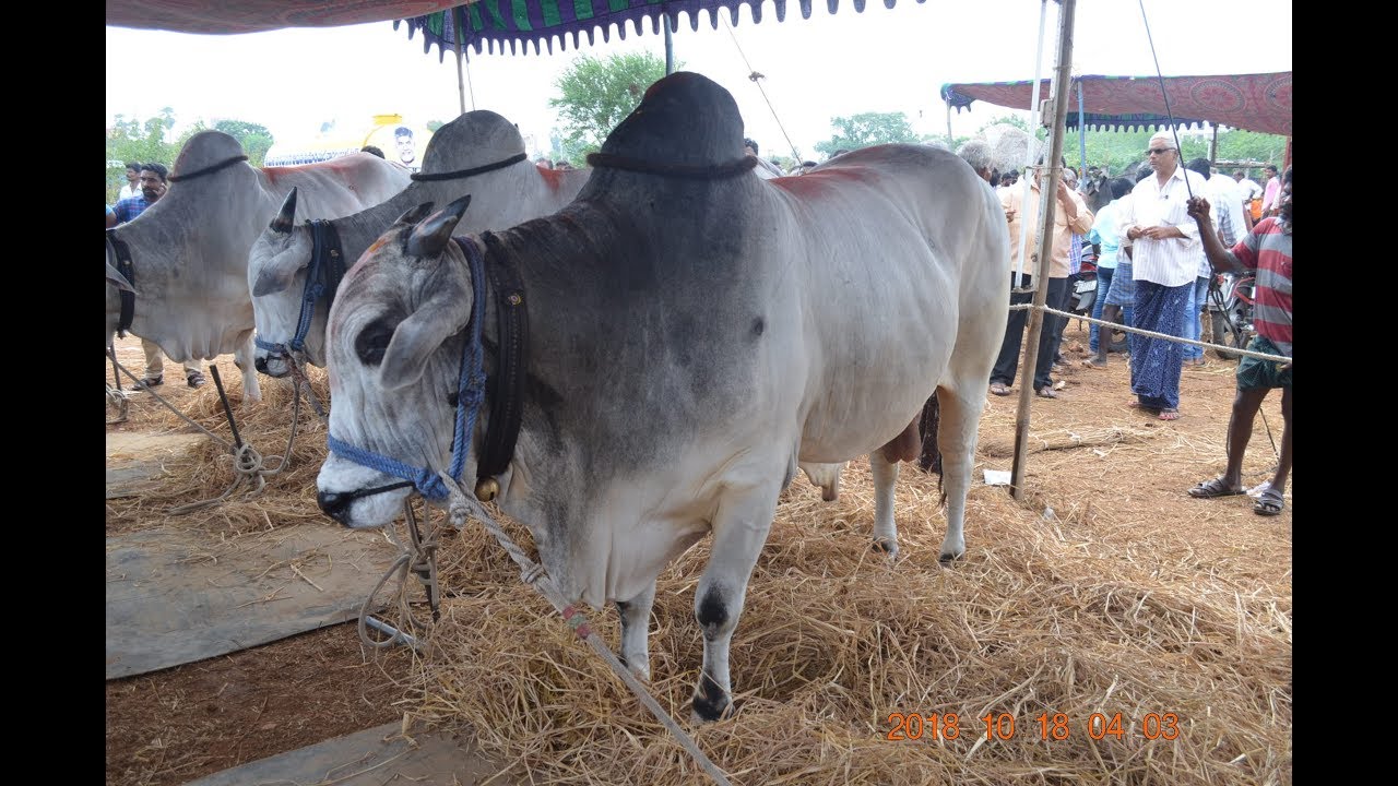 2018 Kesarapalli ongole bull race - Kakumanu doctor garu & Kasanneni raja garu - 2400 feet