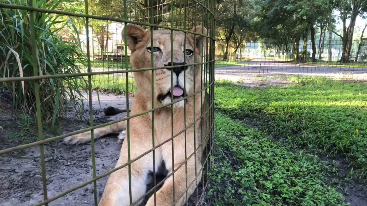 cheetah running speed Let’s chat with some cats at Big Cat Rescue! Bigcatrescue.org