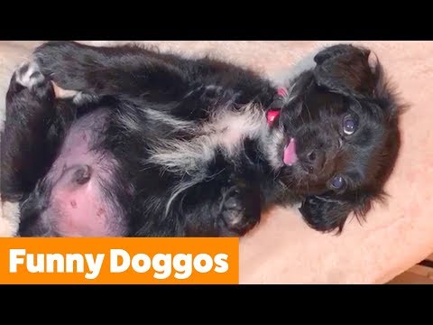 cute-funny-dogs-|-funny-pet-videos