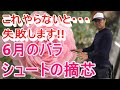 [ガーデニング] 6月のバラのお手入れ〜消毒・剪定〜「プロガーデナーが一年かけてお届けするバラの管理方法」