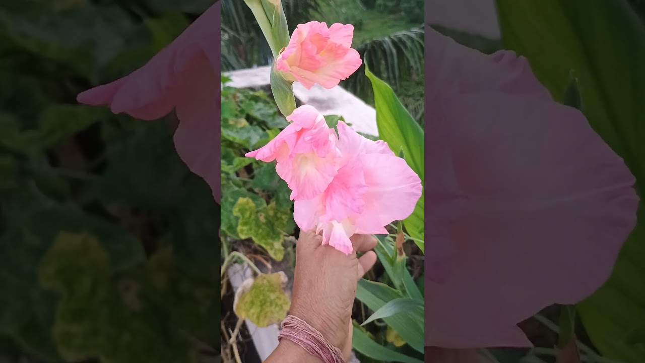 🍀🌷🌱 Gladiolus #flower on #monsoon🥳📈