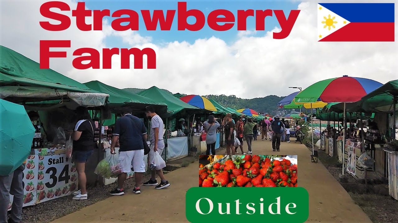 STRAWBERRY FARM EXPERIENCE AT LA TRINIDAD BENGUET TOUR OF THE BIGGEST