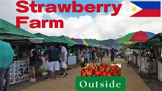 Celebrity STRAWBERRY FARM EXPERIENCE AT LA TRINIDAD BENGUET | TOUR OF THE BIGGEST VEGETABLE MARKET Net Worth