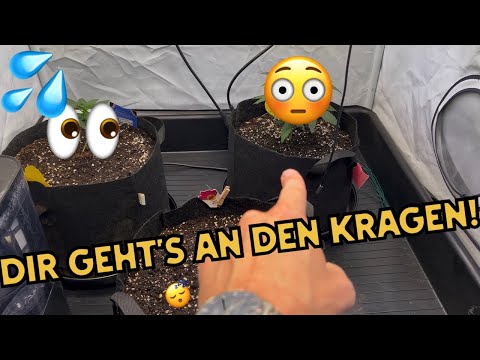Sie werden so schnell groß 🥲