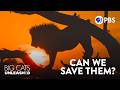 Big Cat Conservation Challenges and Strategies