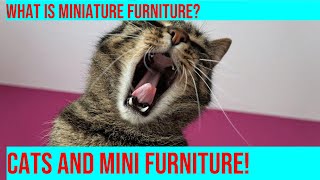 Cats & Mini Furniture: Tiny Home Adventures! PART 4 by Purrfect Paws 135 views 2 months ago 4 minutes, 5 seconds