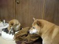 弟犬が睨みを利かせているのでベッドに行けない柴きいちろう