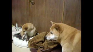 弟犬が睨みを利かせているのでベッドに行けない柴きいちろう