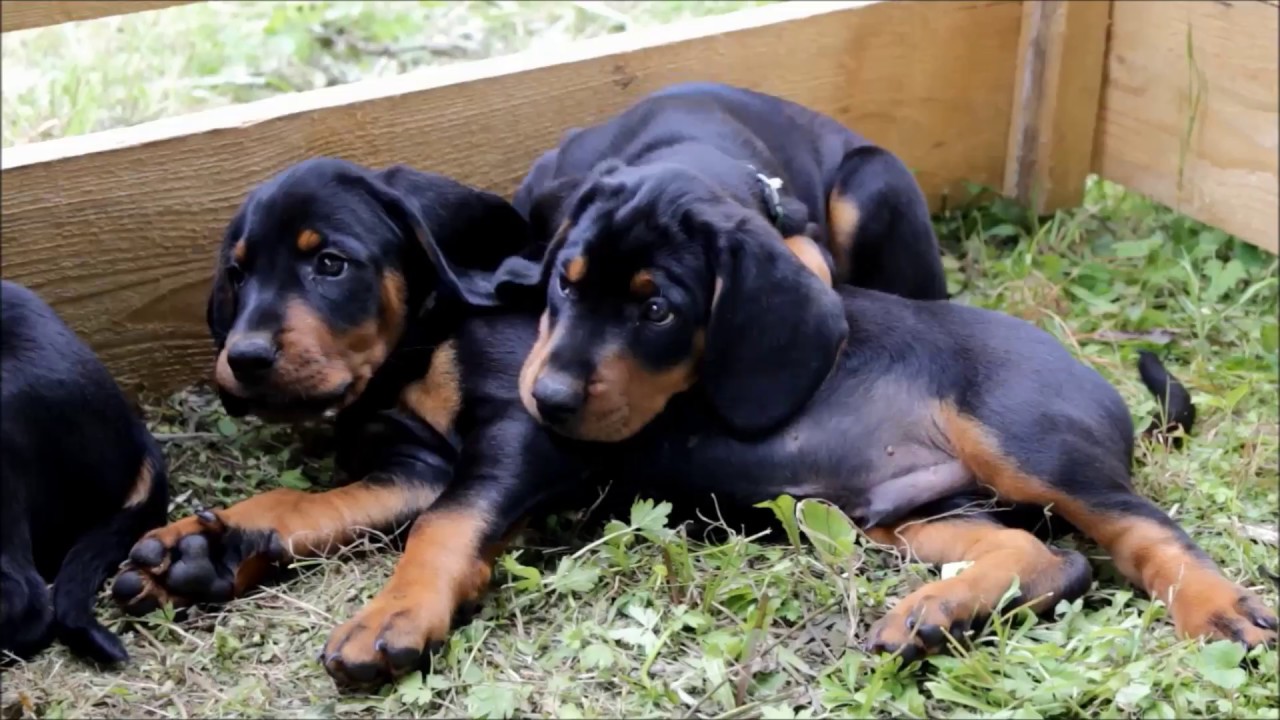 Slovenský Kopov CHS Spod Vaškovho vrchu - YouTube