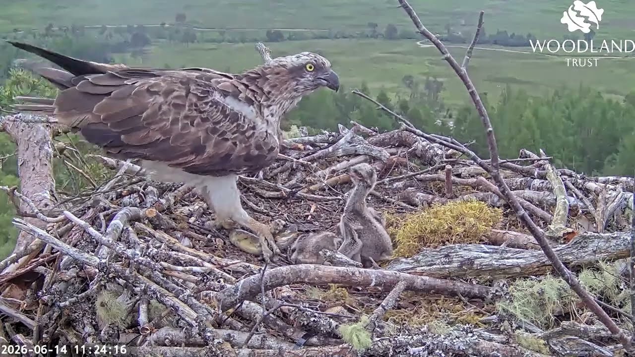 Loch Arkaig Ospreys Louis and Dorcha alarm call and flee the nest with the second fish 14 Jun 2026