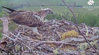 Loch Arkaig Ospreys Louis and Dorcha alarm call and flee the nest with the second fish 14 Jun 2026