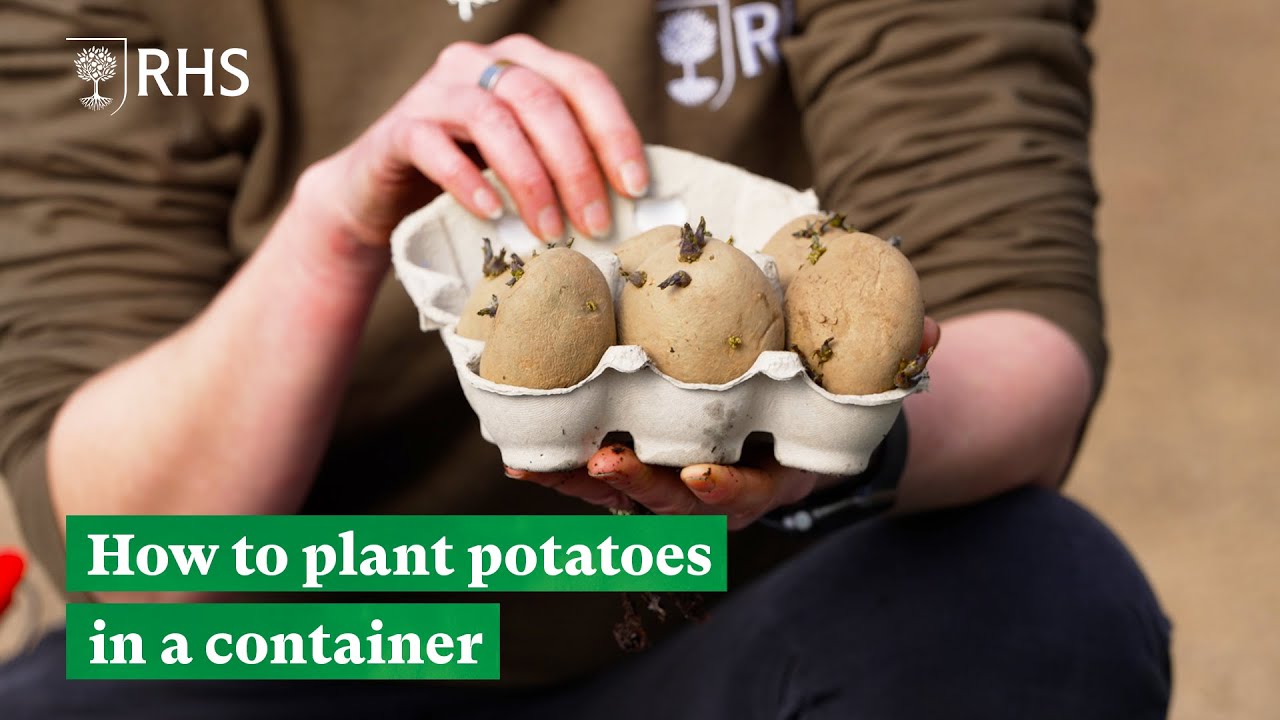 How to plant potatoes in a container | The RHS