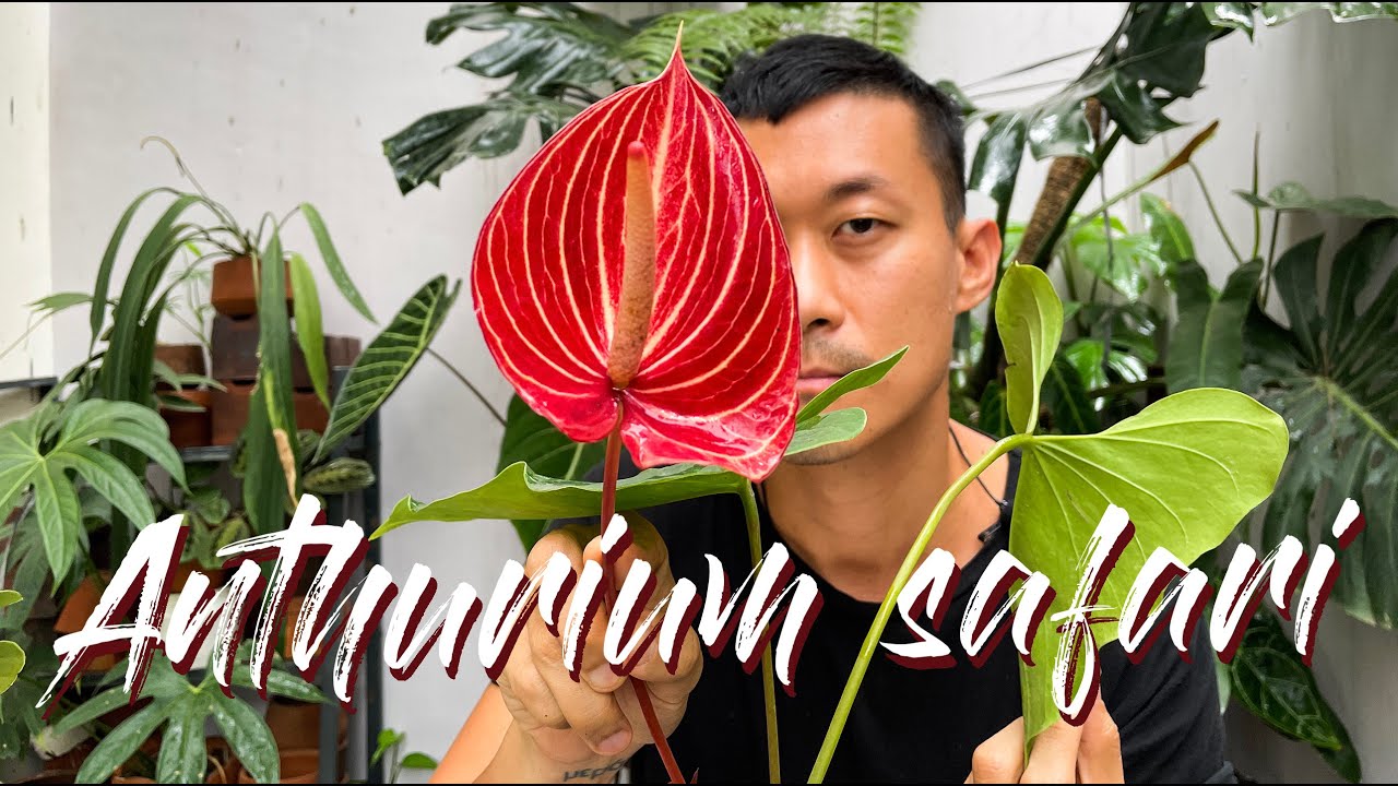 Anthurium Andreanum 'Safari' (Gorgeous Bloom!) Care Tips and Propagation - WITH UPDATES!
