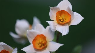 Sugar Daffodils by Arati Mirji | Bite Sized