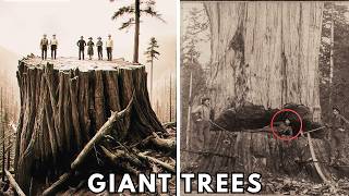 TARTARIA'S GIANT TREES WERE REAL… SO WHO REALLY CUT THEM DOWN?