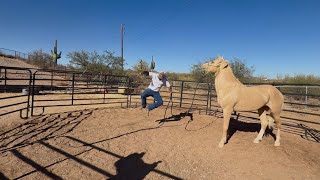 Wild Horse Groundwork: Confidence-Building Desensitizing Session
