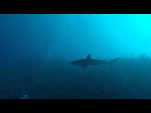 Buceo en Providencia, Colombia