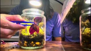 MyTinyEcosystem: Terra Tutorial