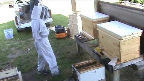 Bee Hives: Moving bees from Langstroth to Layens hives Part 2