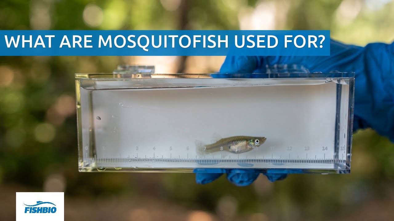 What are mosquitofish used for? YouTube