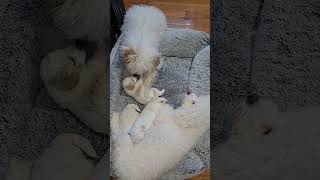 Max with new siblings #dog #puppy #pets #poodle #blue #cute #doggie