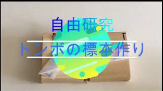 【自由研究】昆虫採集トンボの標本作り方　夏休みの宿題などに最適