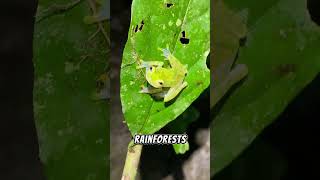 This Frog Is See-Through—And You Can See Its Beating Heart