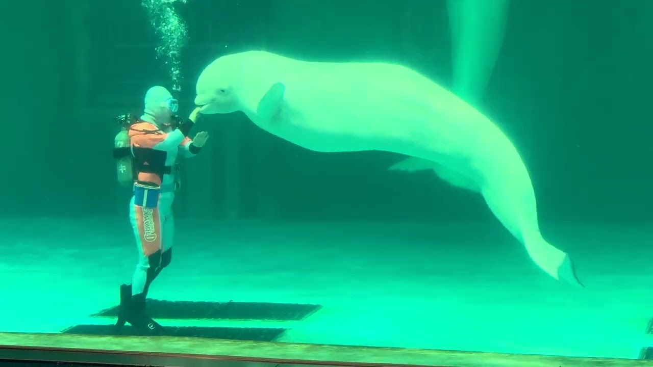 2025.04.25　鴨川シ―ワールド　ベルーガショー