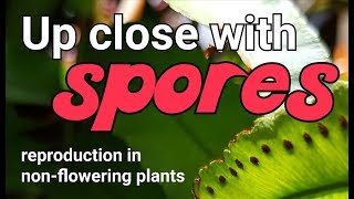 Up close with spores in ferns (reproduction in non-flowering plants)