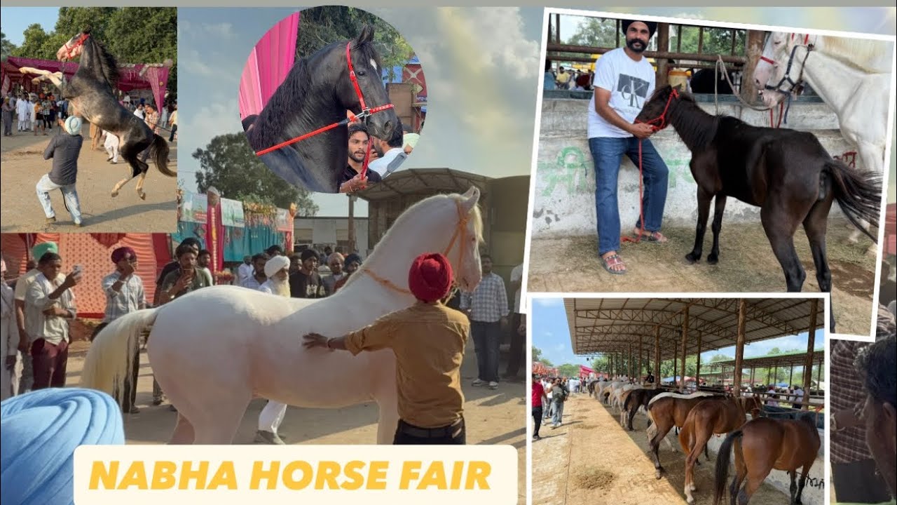 Nabha Ghoda Mandi – Show de Champion & Sale lai Ghode  te Ghodian”