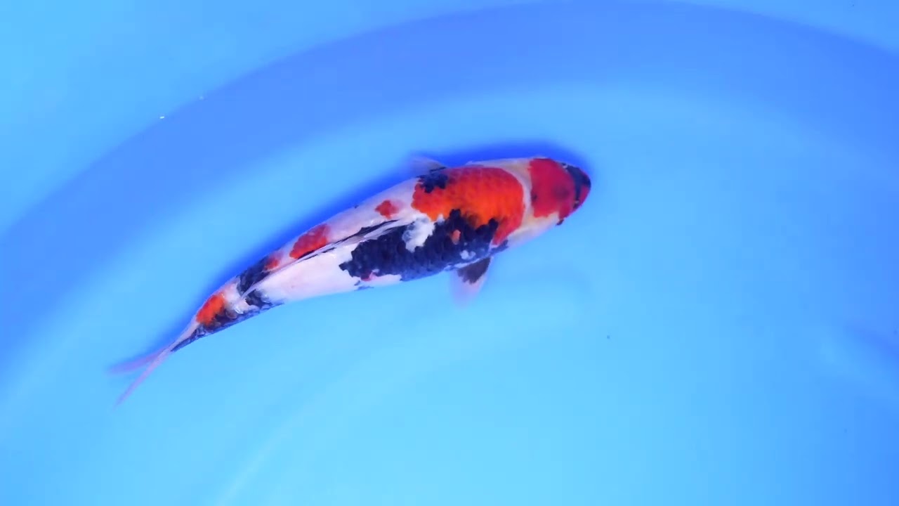 当歳フェスタ 2026冬】260223-026の出品鯉のご紹介！！ - YouTube