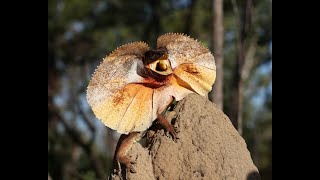 6 Quick Facts about Frill Lizards