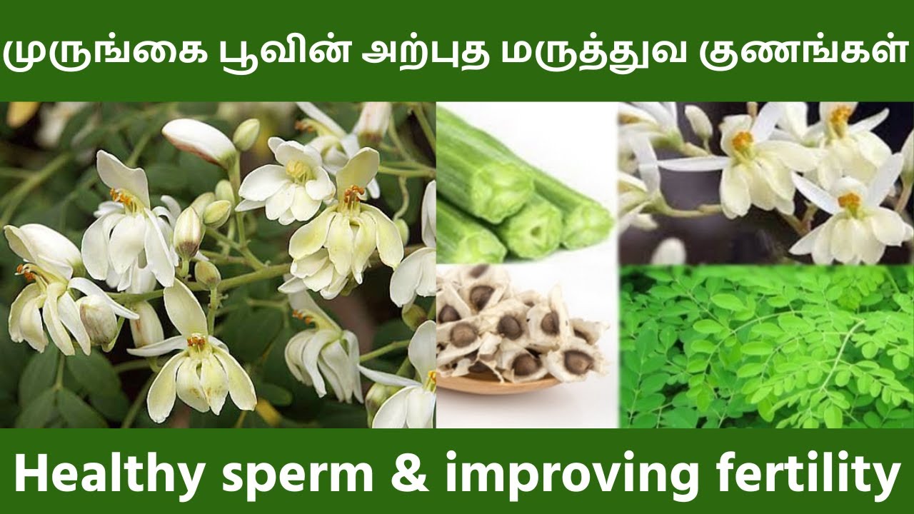 முருங்கை பூ மருத்துவ பயன்கள் | ஆண்மை அதிகரிக்க, விந்து உற்பத்தி & நரம்பு தளர்ச்சி | Drumstick Flower